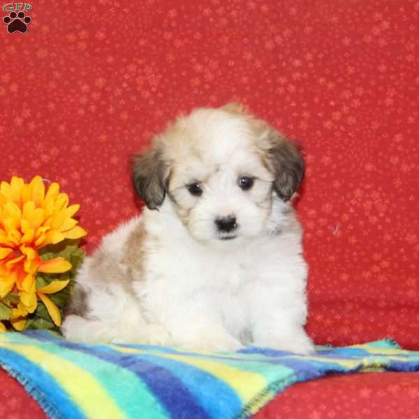 Ryan, Maltipoo Puppy